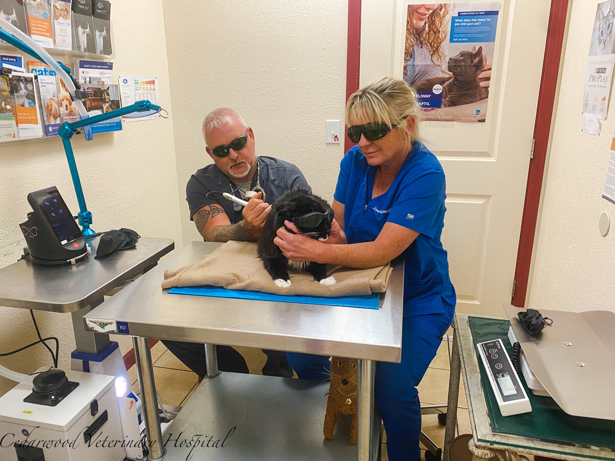 J-Ray Laser Therapy for Small and Large Animals